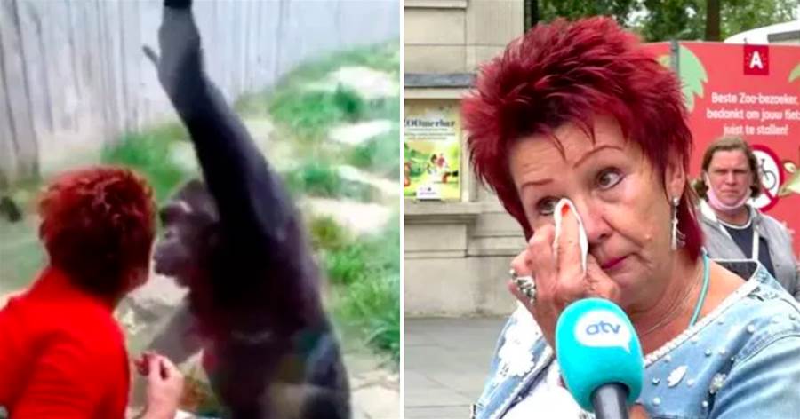 比利時女子愛上猩猩，頻繁送吻被禁止入動物園，網友：是真愛啊！